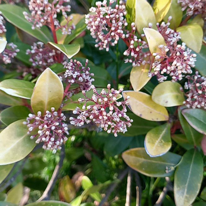 Photo of the plant species Island Marlberry by @ProSapote89 named Aria on Greg, the plant care app