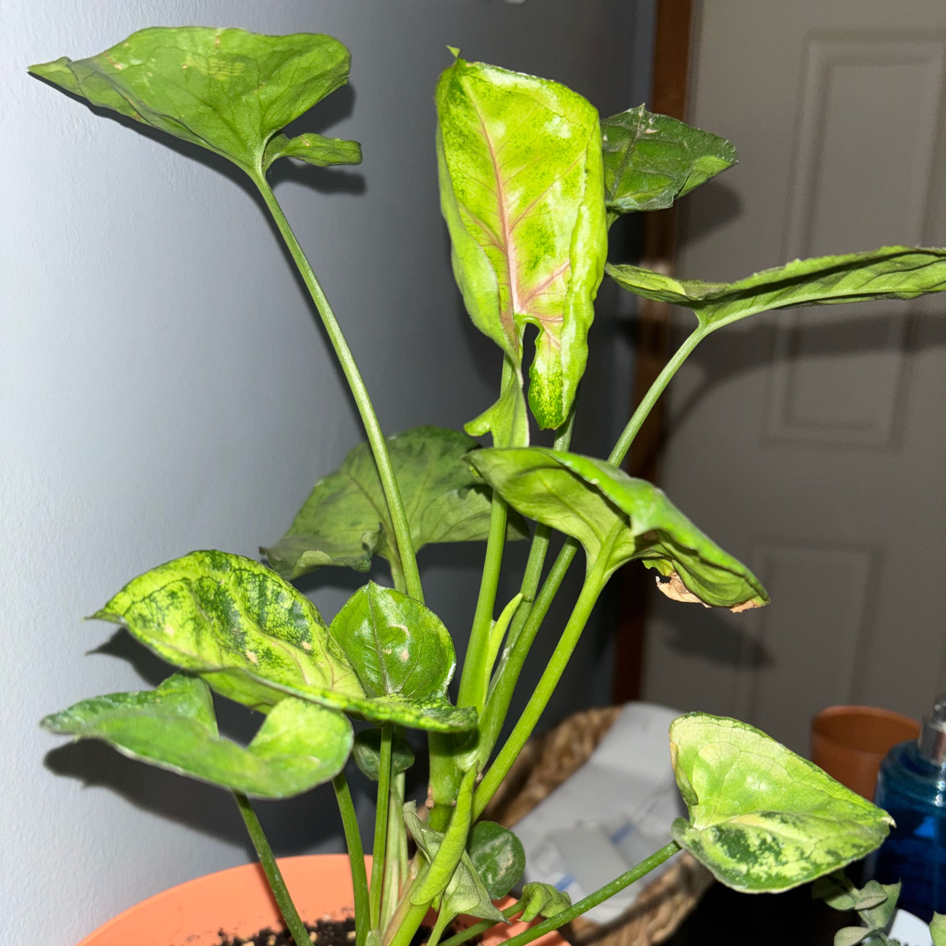 Photo of the plant species Syngonium angustatum by @DirectDamiana75 named Robert Plant on Greg, the plant care app