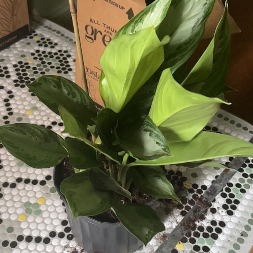 Photo of the plant species Silver Blue by @FreshMeadowsage named Plata on Greg, the plant care app