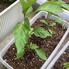 Photo of the plant species Banana Pepper by @YesMizuna52 named Homer on Greg, the plant care app