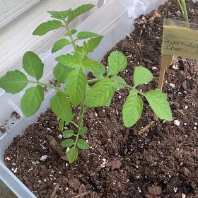 Photo of the plant species Tomato 'Super Sweet 100' by @YesMizuna52 named Duke on Greg, the plant care app