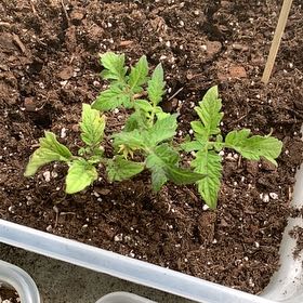 Photo of the plant species Patio Tomato by @YesMizuna52 named Foxxy on Greg, the plant care app