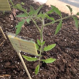 Photo of the plant species Big Boy Tomato by @YesMizuna52 named Zeus on Greg, the plant care app