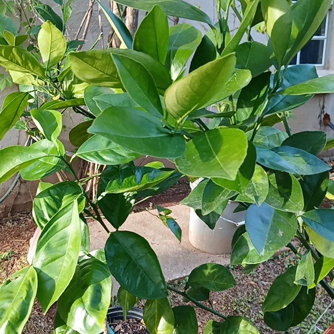 Photo of the plant species Valencia Orange by @NeatPinkpoui9 named OJ on Greg, the plant care app