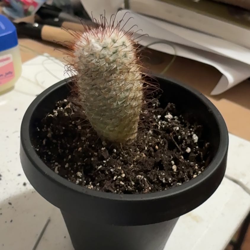 Photo of the plant species Mammillaria sheldonii by @NatieBrea named Ursula on Greg, the plant care app