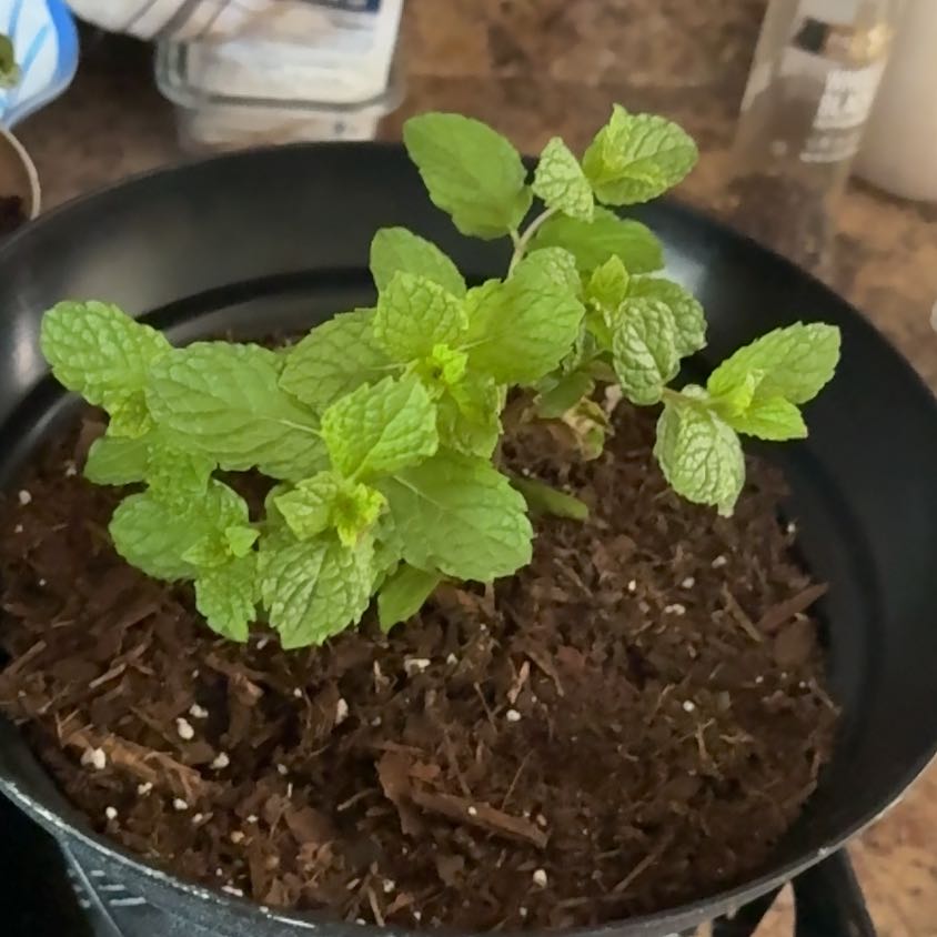 Photo of the plant species Mojito Mint by @NatieBrea named Ulysses S Plant on Greg, the plant care app