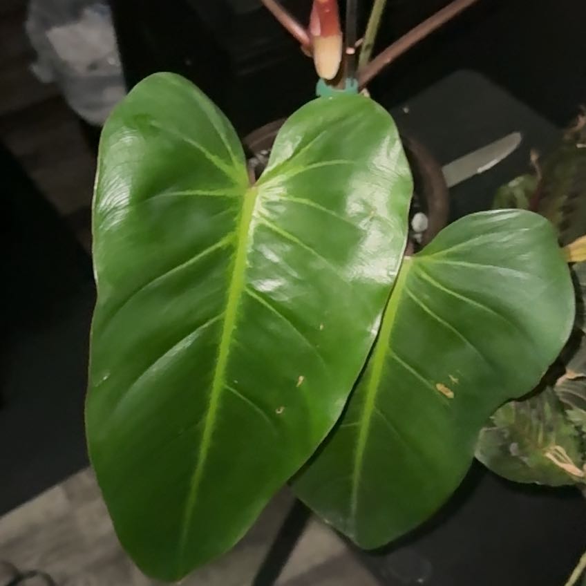 Photo of the plant species Red Emerald Philodendron by @JJsOasis named Aria on Greg, the plant care app