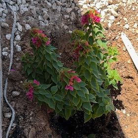 Photo of the plant species Bougainvillea Hybrid Torch Glow by @ArtistePlumtree named Bella on Greg, the plant care app