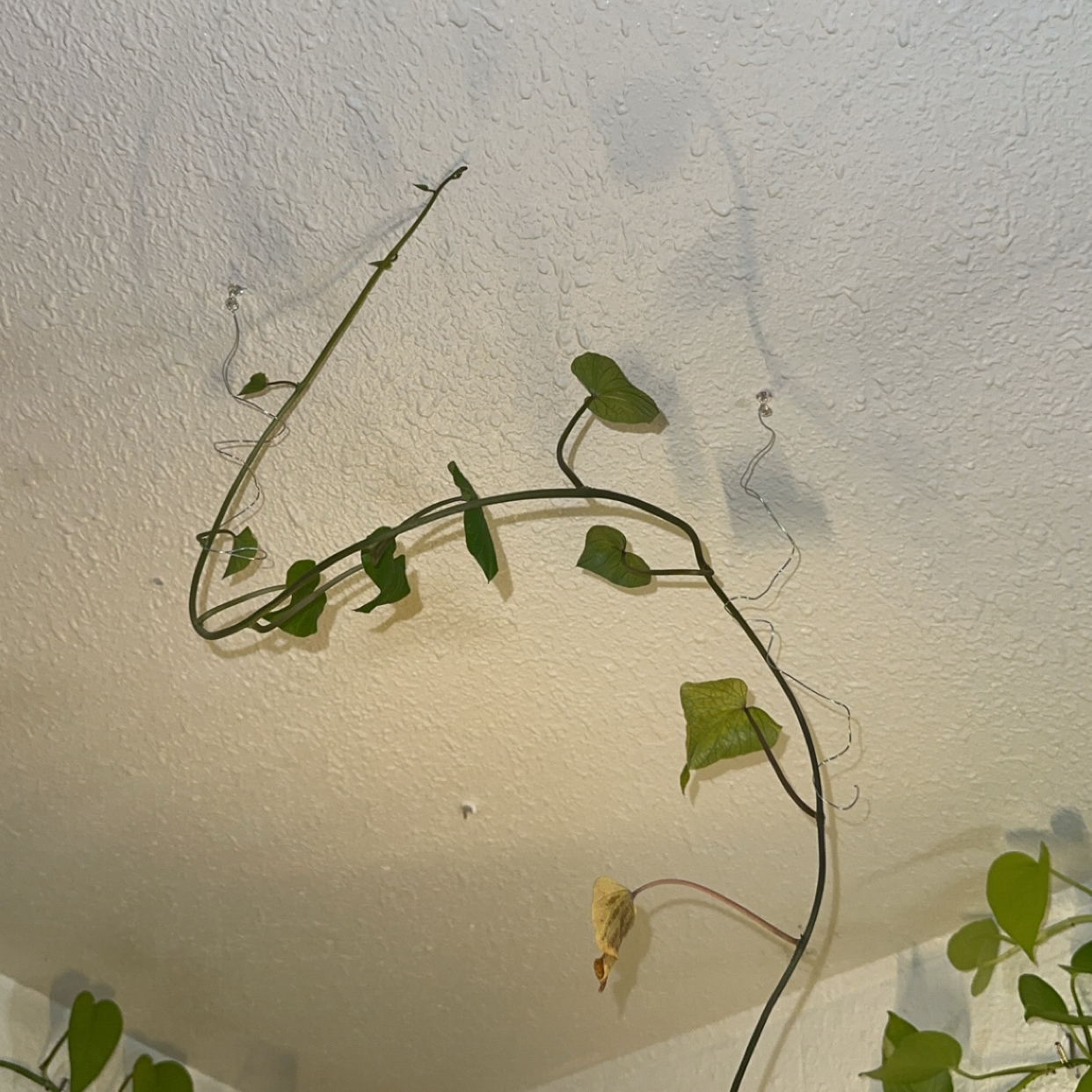 Photo of the plant species Wild Sweet Potato by @Tamera90797 named Yammy on Greg, the plant care app