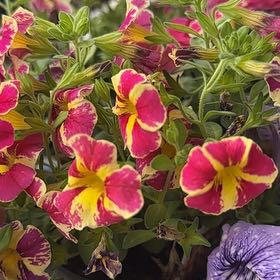 Photo of the plant species Calibrachoa 'Superbells Holy Moly!' by @SirWildbasil74 named Messi on Greg, the plant care app