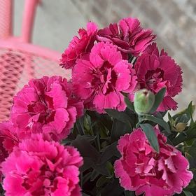 Photo of the plant species Carnation 'Oscar®' by @SirWildbasil74 named Zeus on Greg, the plant care app