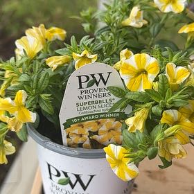Photo of the plant species Superbells Lemon Slice by @SirWildbasil74 named Sanders on Greg, the plant care app