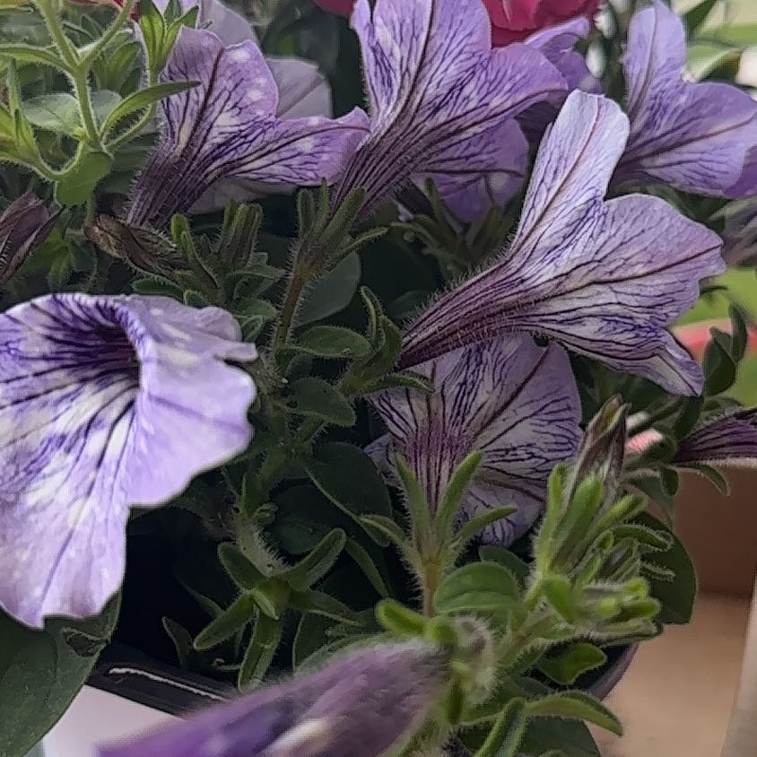 Photo of the plant species Petunia 'Lilac' by @SirWildbasil74 named Osmo on Greg, the plant care app