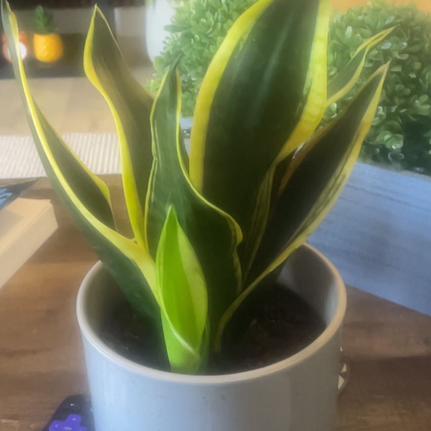 Lady Verdanta of the West Wing