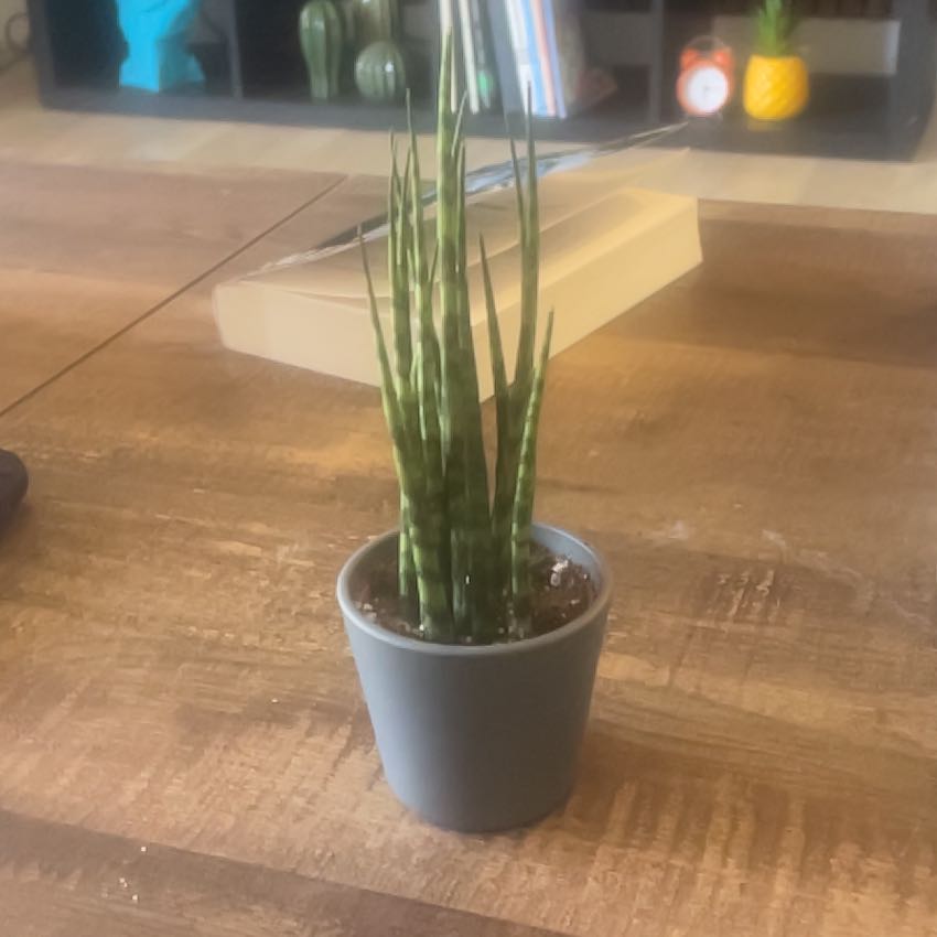 Dame Mikadonna von Verdant