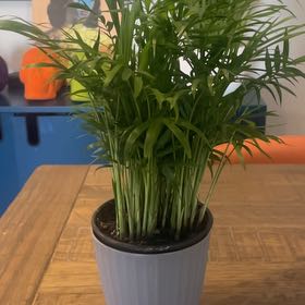 Lady Paloma Verdèmuse