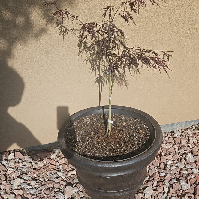 Photo of the plant species Crimson Queen Japanese Maple by @ExactMirrorball named Rihanna on Greg, the plant care app