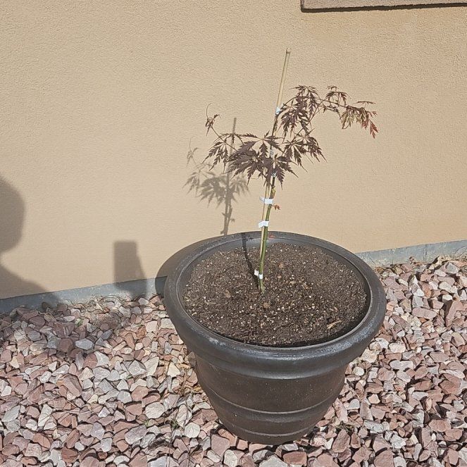 Photo of the plant species Crimson Queen Japanese Maple by @ExactMirrorball named Marilyn on Greg, the plant care app