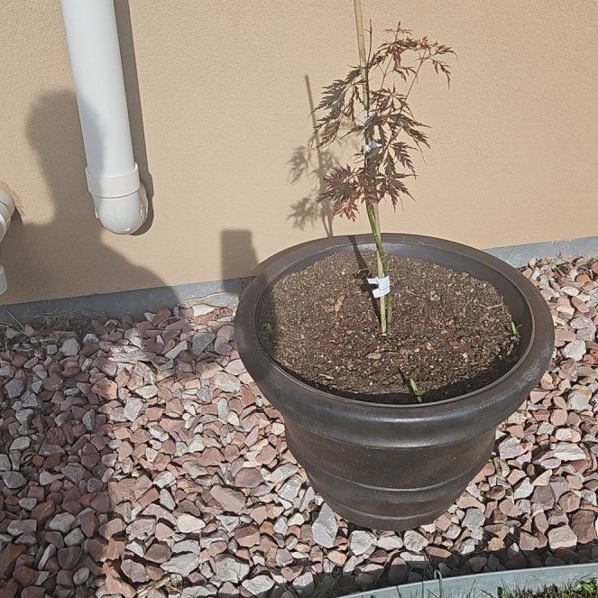 Photo of the plant species Crimson Queen Japanese Maple by @ExactMirrorball named Harry on Greg, the plant care app