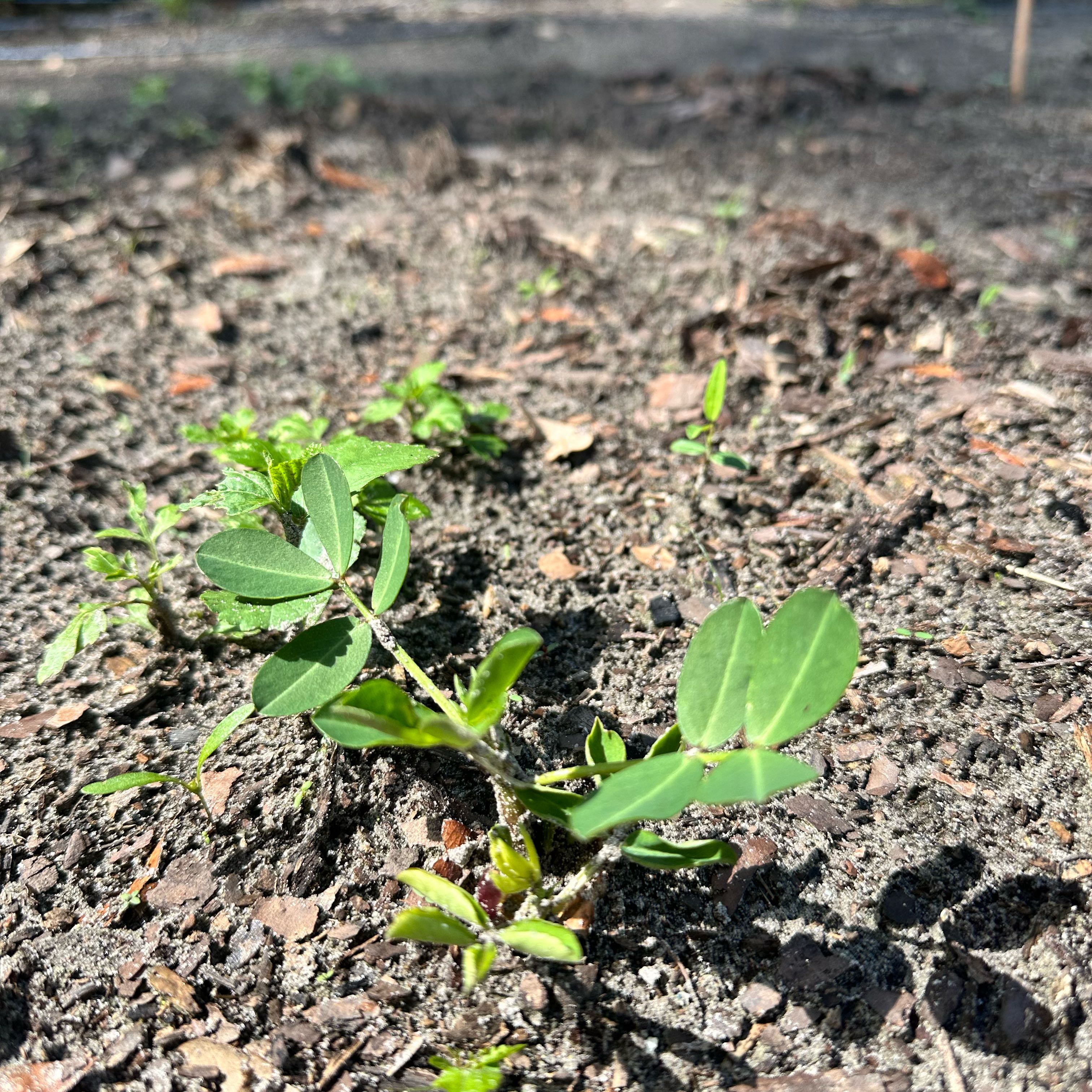 Photo of the plant species Peanut by @BuffMayten44 named Elle on Greg, the plant care app
