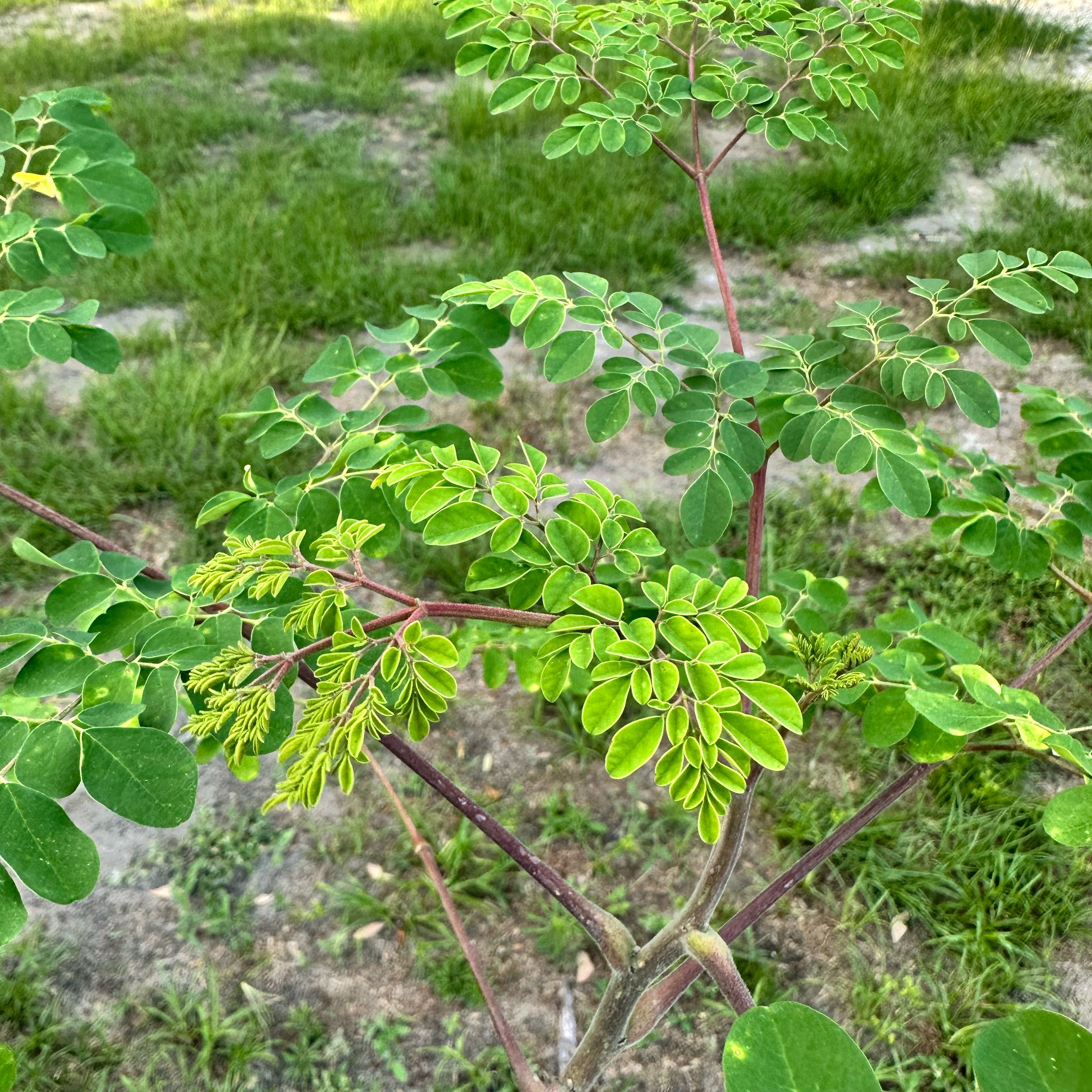 Photo of the plant species Moringa rivae by @BuffMayten44 named Naomi on Greg, the plant care app