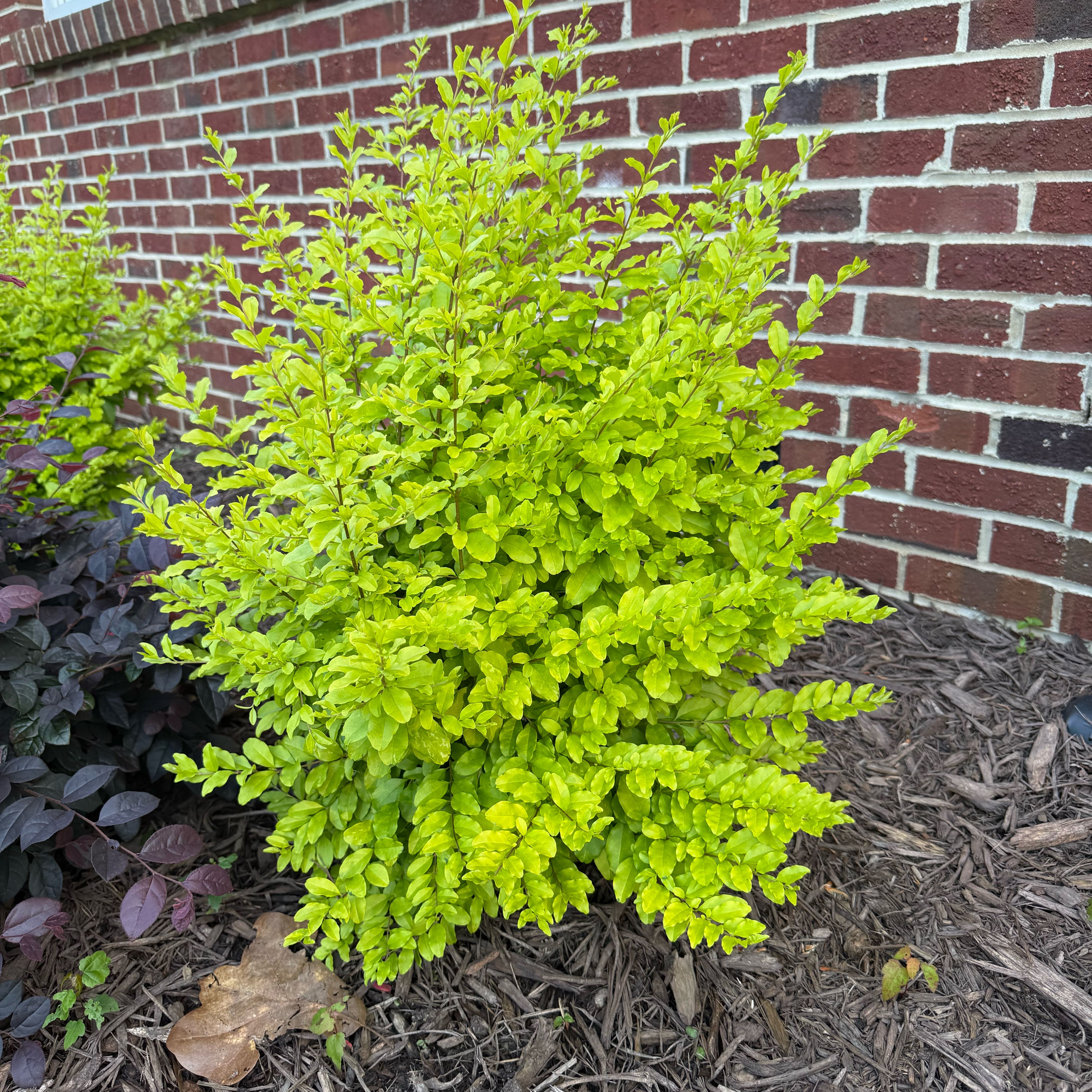 Photo of the plant species Sunshine Ligustrum by @ZarfTobacco73 named Ulysses S Plant on Greg, the plant care app