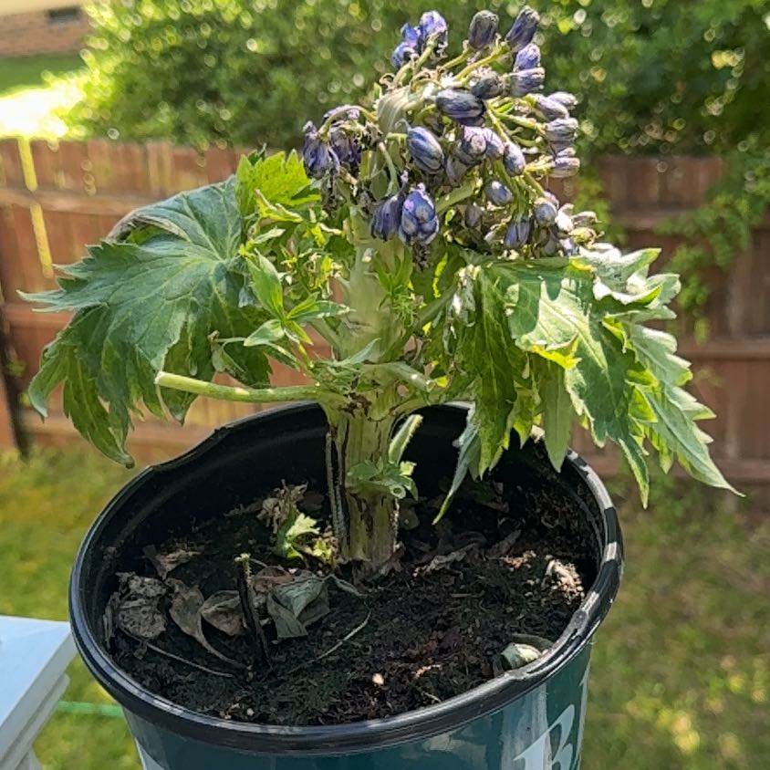 Photo of the plant species Delphinium elatum subsp. nacladense by @ZarfTobacco73 named Fernie Saunders on Greg, the plant care app