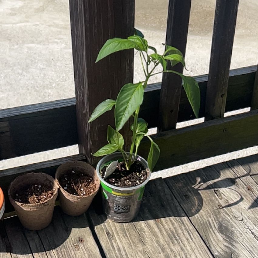 Photo of the plant species Hot Banana Pepper by @KnowingLime21 named Leaf Erickson on Greg, the plant care app