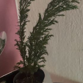 Photo of the plant species Dendrolycopodium dendroideum by @PrizeCorn61 named Dieter on Greg, the plant care app