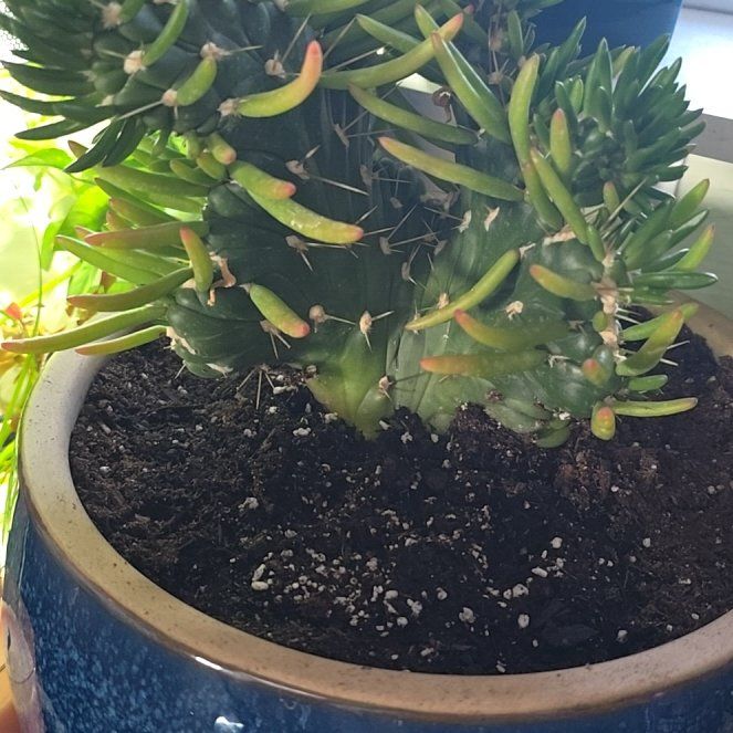 Photo of the plant species Crested eve's needle by @HipKamahi34 named Gobi on Greg, the plant care app