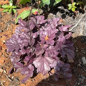 Photo of the plant species Coral Bells by @RoseyEgg named Mochi on Greg, the plant care app