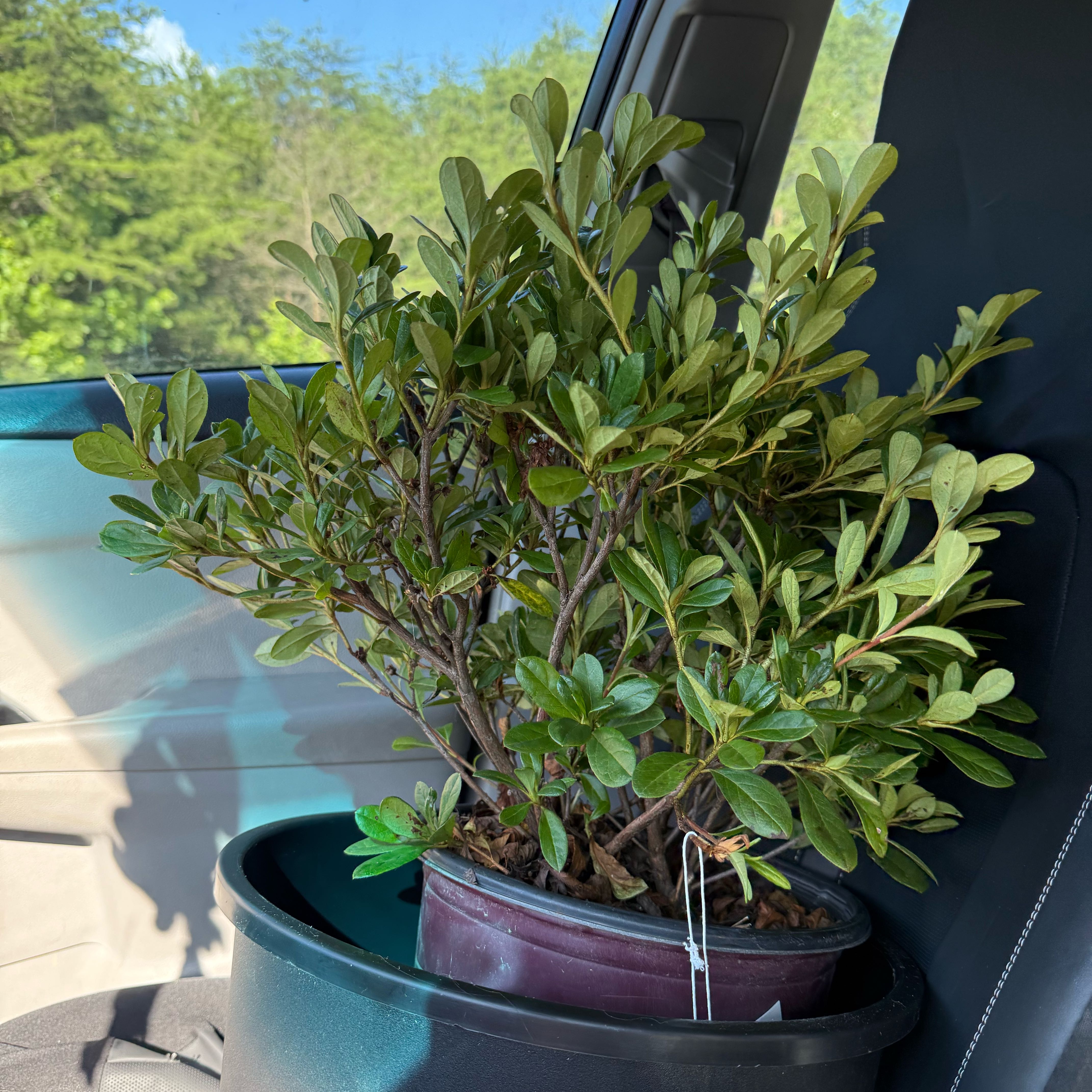 Photo of the plant species Encore Azalea by @FairDuncecap38 named Spike Leaves on Greg, the plant care app