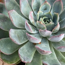 Photo of the plant species Echeveria 'Pink Edge' by @WillRosemary22 named Gregarious on Greg, the plant care app
