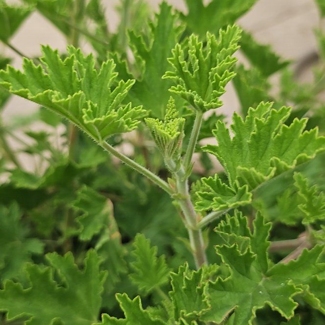 Photo of the plant species Citronella Grass by @PrinceTipa44 named Peter Parker on Greg, the plant care app