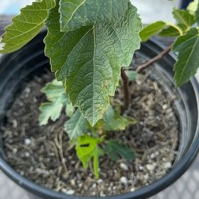 Photo of the plant species Brown Turkey Fig by @SavvyLavender34 named Ulysses S Plant on Greg, the plant care app