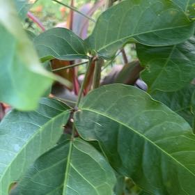 Photo of the plant species Gumbo-Limbo by @DashingRye named Maya on Greg, the plant care app