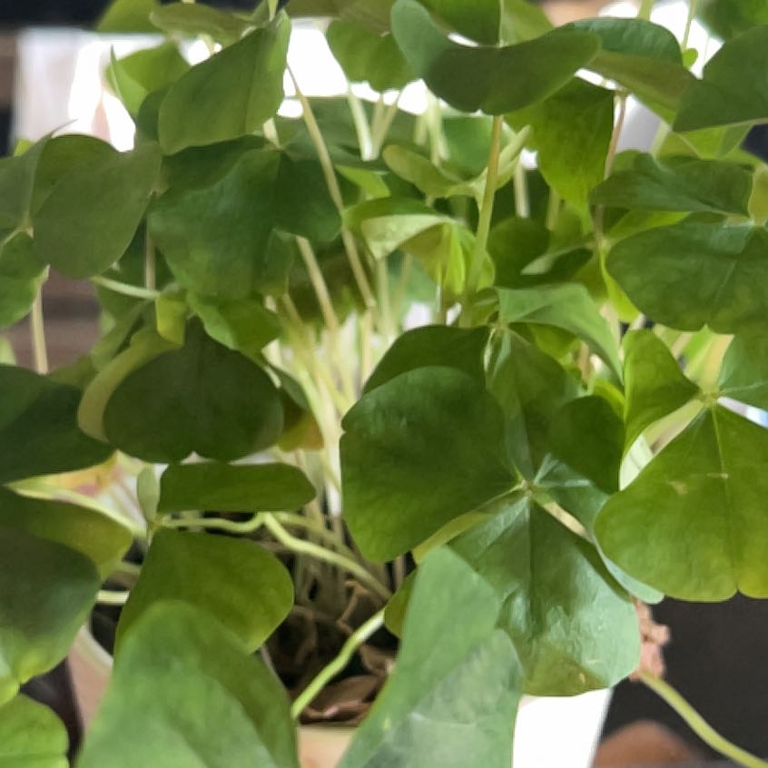 Photo of the plant species Creeping Groundsel by @DashingRye named Keanu Leaves on Greg, the plant care app