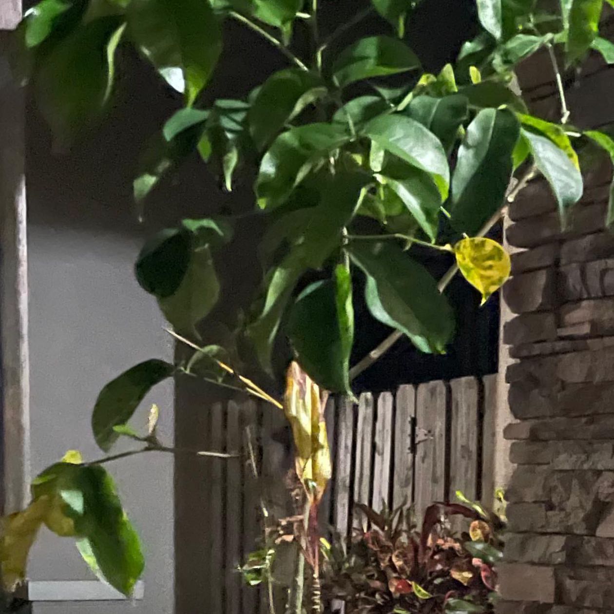 Photo of the plant species Lucky Bean Tree by @DashingRye named Morgan Treeman on Greg, the plant care app