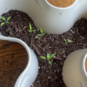 Photo of the plant species Cayenne Pepper by @PrizeRoussea2 named Pax on Greg, the plant care app