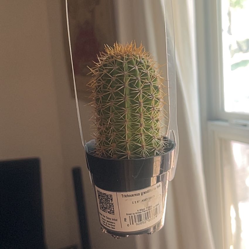 Photo of the plant species Torch Cactus by @ArtisticTreeivy named Runin on Greg, the plant care app