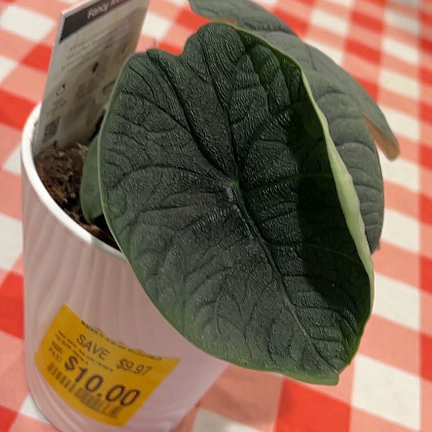 Photo of the plant species Fancy Alocasia by @FunAvocado99 named Keanu Leaves on Greg, the plant care app