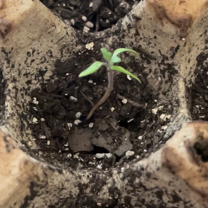 Photo of the plant species Roma Tomato by @EnhancedGarlic6 named Leaf Erickson on Greg, the plant care app