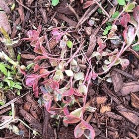 Photo of the plant species Pinkhead Smartweed by @RadKanna19 named Kobe on Greg, the plant care app