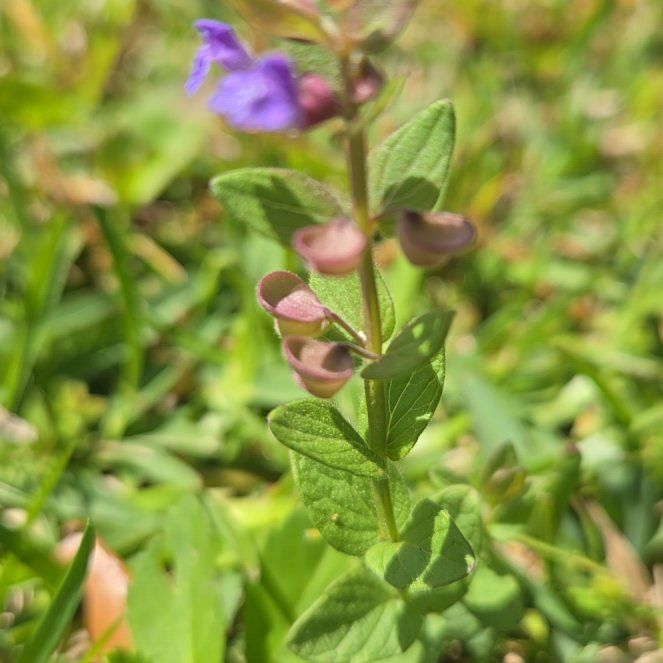 Photo of the plant species Annual Clary by @ZippyPigfern42 named Elina on Greg, the plant care app