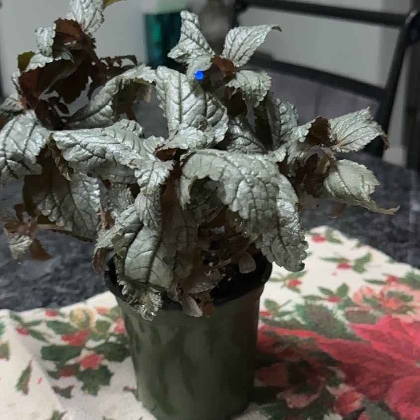 Photo of the plant species Pilea Spruceana by @FastAtom90 named Sol on Greg, the plant care app