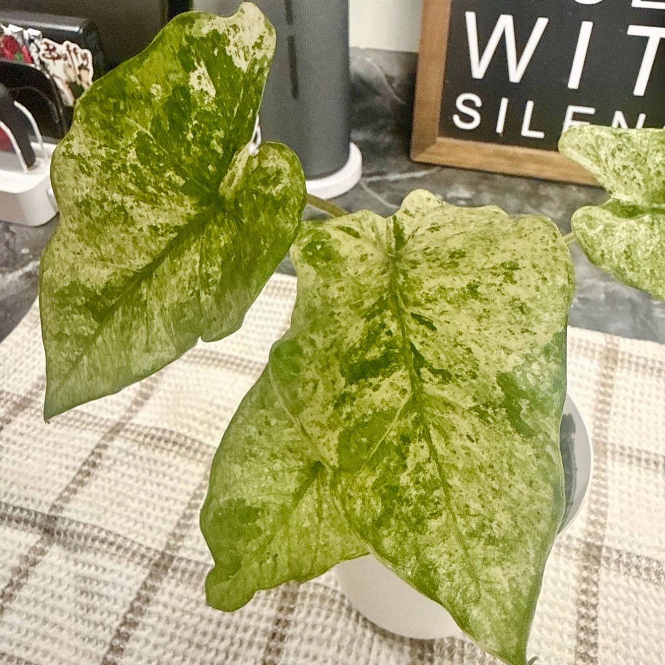 Photo of the plant species Alocasia Blizzard Elephants Ear by @FastAtom90 named Demi on Greg, the plant care app
