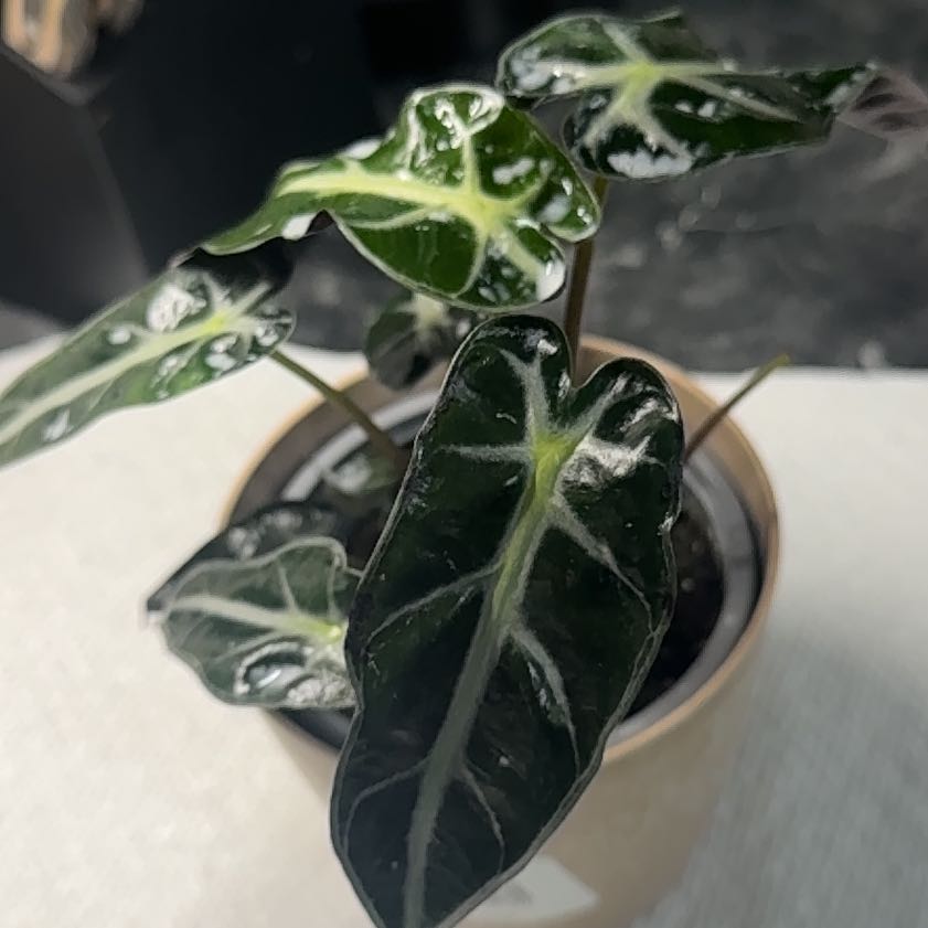 Photo of the plant species Kris Plant by @FastAtom90 named Sproutacus on Greg, the plant care app