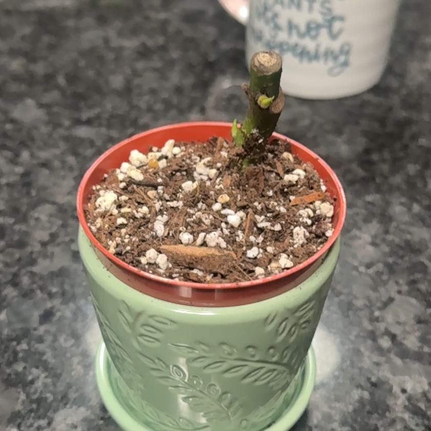 Photo of the plant species dragon tail by @FastAtom90 named Coco on Greg, the plant care app