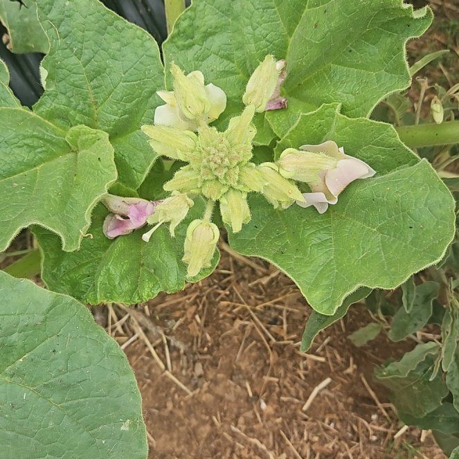 Photo of the plant species Devil's Claw by @HeroineTozzia named Robert Plant on Greg, the plant care app