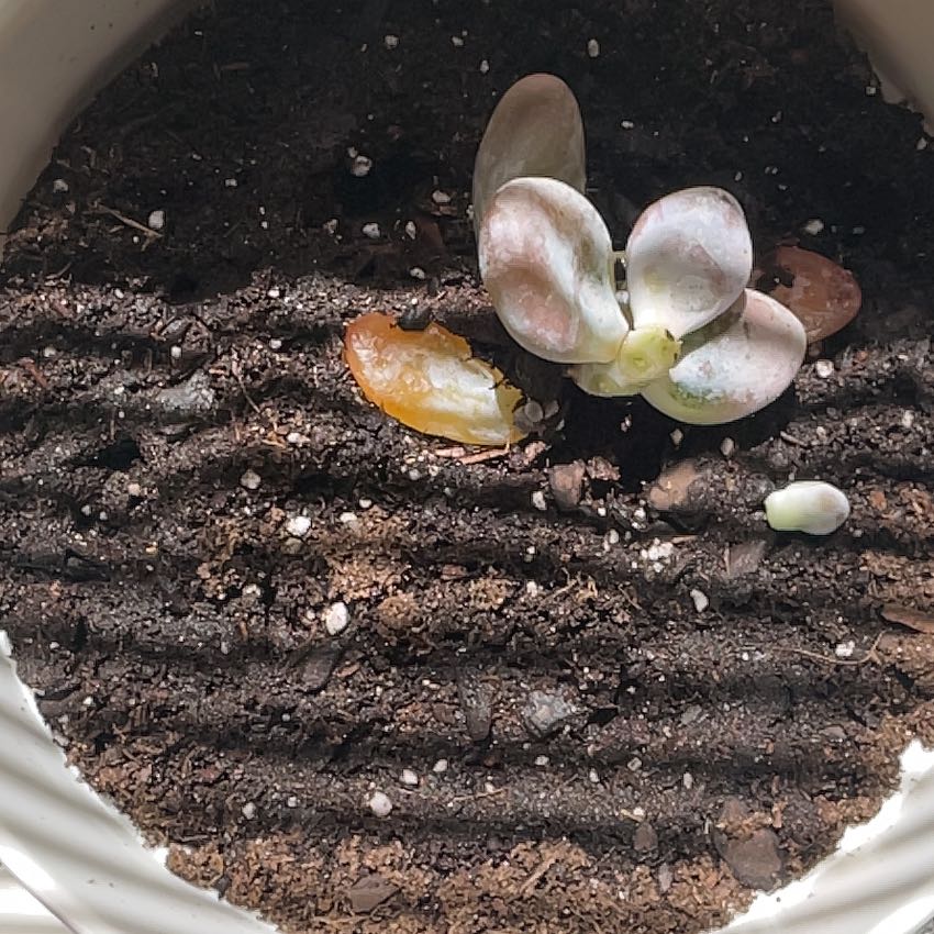 Plant care for Foliage on Greg, the plant care app